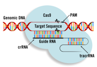 Genom düzenleme ve CRISPR-Cas9 nedir?