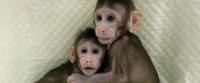 Dünyanın İlk Klon Maymunları Zhong Zhong  ve Hua Hua  7 aylık oldu.