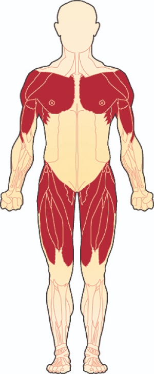 Limb-Girdle Musküler Distrofi (LGMBD)( Kol-Bacak Kas Distrofisi) Genetiği